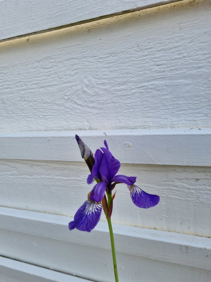 Stauder, Iris