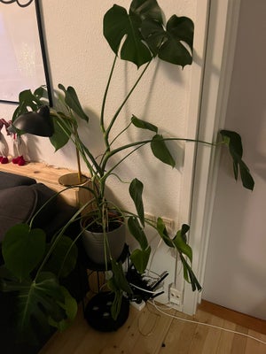 Monstera plante , Stueplanter, Mostera sælges da jeg ikke har plads til den. Den trænger til et nyt 