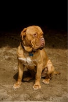 Dogue de Bordeaux, hund, 2 år