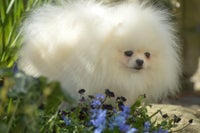 Smuk Pomeranian dreng tilbydes til avl.