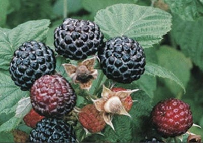 Sort hindbær, Black Jewel, Barrodsplanter, opgravet ved salg

Bærer smagfulde, ormefrie bær, mindre 