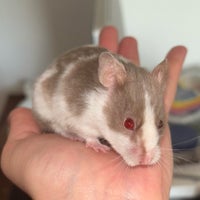 Hamster, Guldhamster, 0 år
