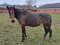 Dansk Sports Pony (DSP), hoppe, 12 år