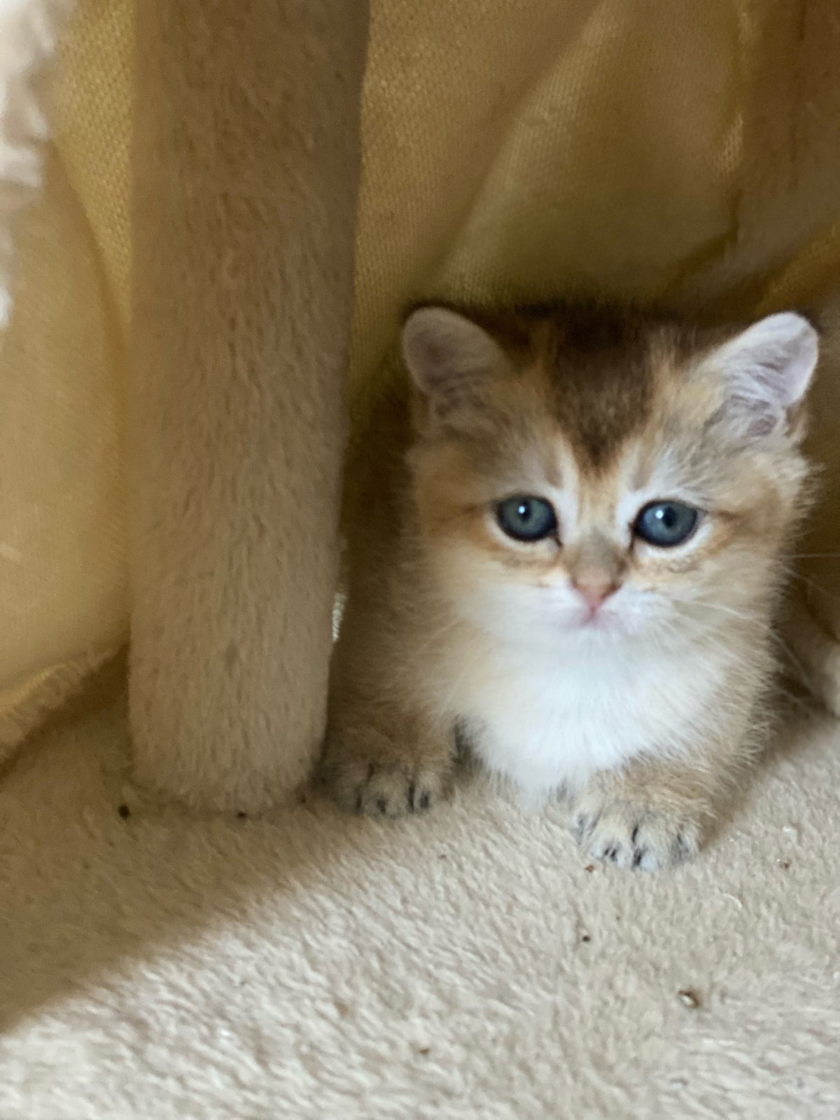 Hunkilling, British Shorthair katte, 8 uger