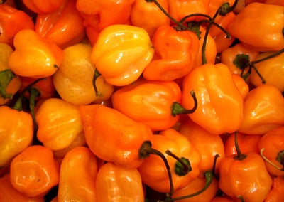 Chili habanero orange *2604, frugtfrø, Capsicum chinense, En af de mere krydrede sorter af peber har