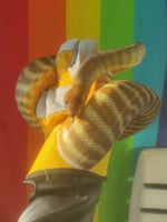 Slange, Woma python
