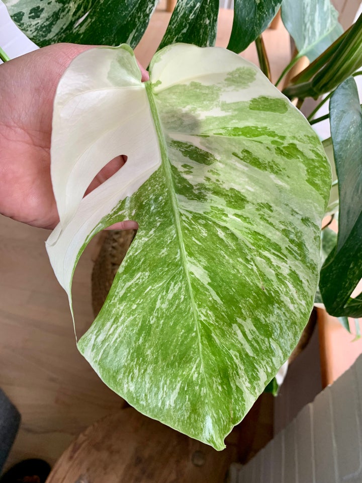 Stueplante, Monstera Albo Variegata