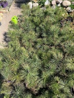 Østrigsk fyr (Pinus Nigra) 50-80cm