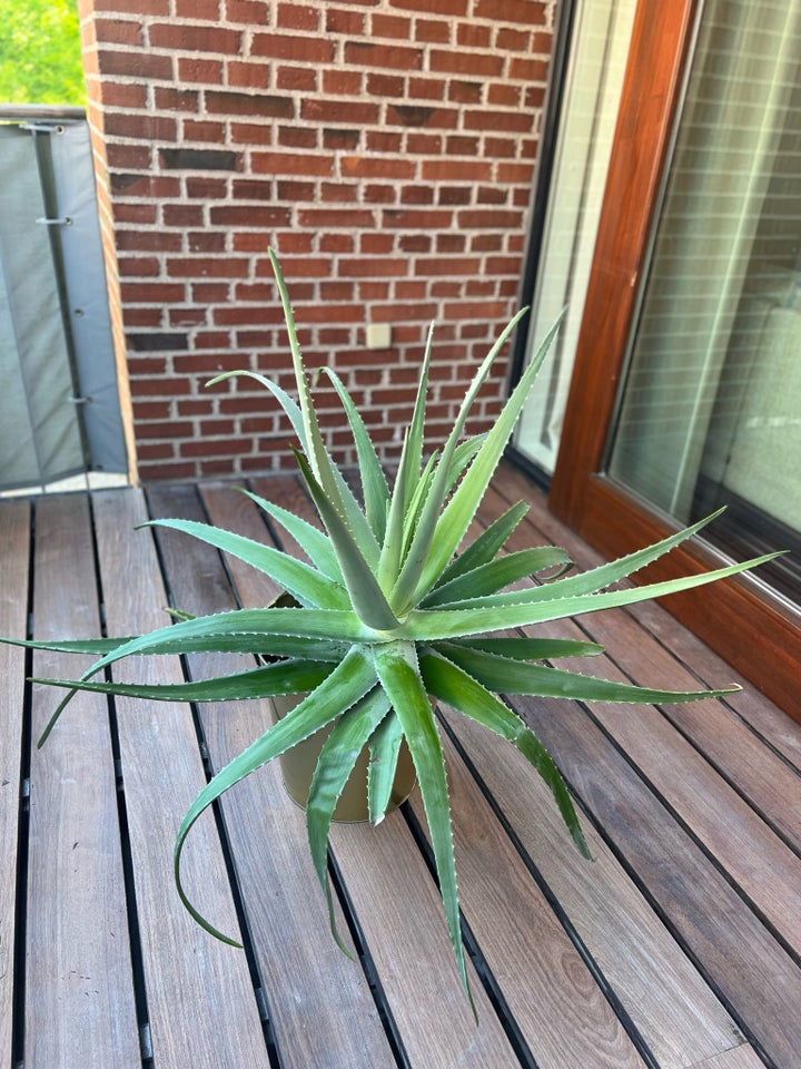 Aloe Vera