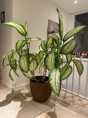 Grøn stueplante, Sigøjnerblad (Dieffenbachia ), Meget stor opretvoksende stueplante med store hvidbr