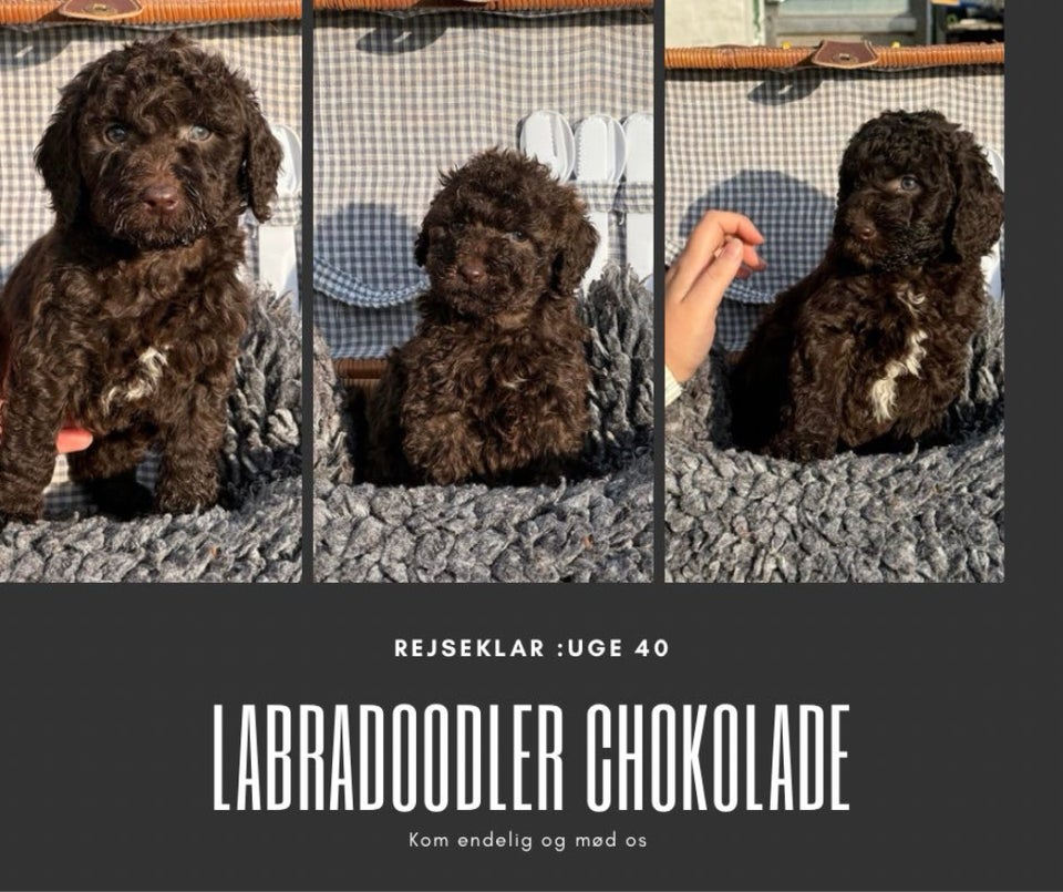 Labradoodle , hvalpe, 6 uger