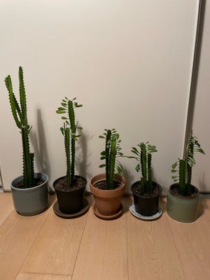 Euphorbia, Kaktus, Euphorbia kaktusser
Forskellige størrelser: 58, 43, 31, 26, 31 cm

58 cm koster 5