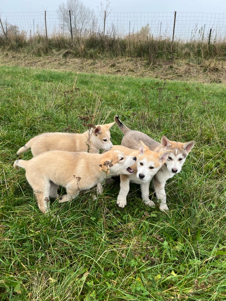 Hvalpe, blanding af Malamute/hvid schæfer/ulvehund