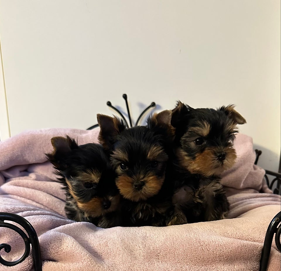 Yorkshire terrier, hvalpe, 12 uger