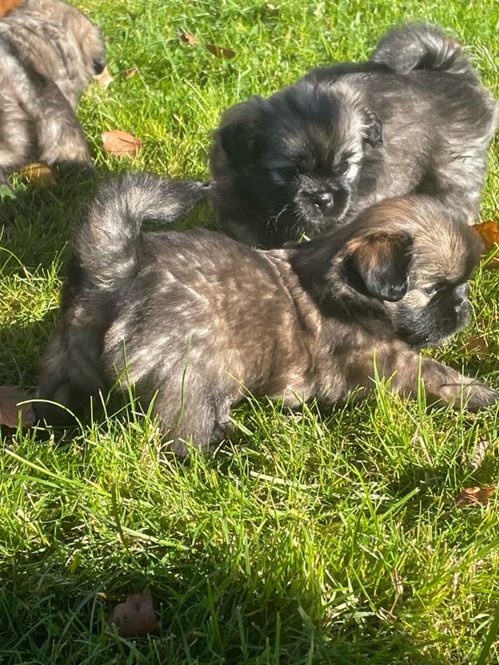 Tibetansk spaniel, tæve, hvalp