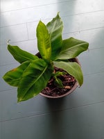 Stueplante, Bananpalme
