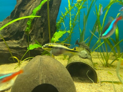 Pelvicachromis Pulcher, 2 stk., Dværg cichlide kribensis hunner savner mage og ny balje.

Søgeord:
S