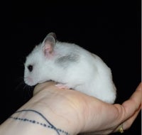Hamster, Guldhamster, 0 år