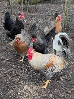 Kyllinger, 7 stk.