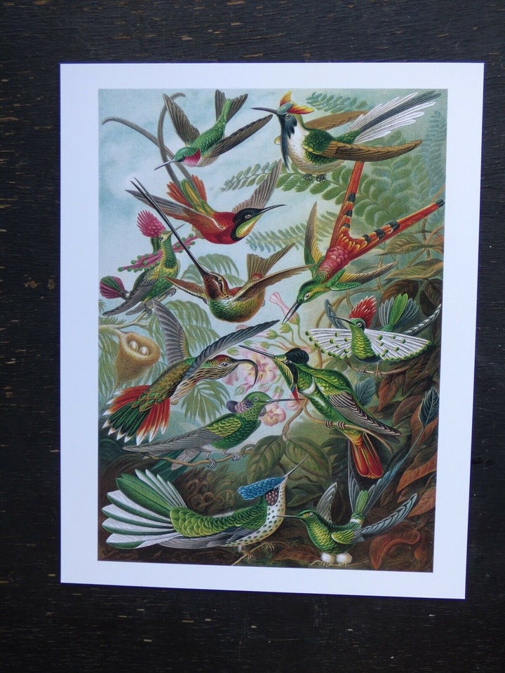 Plakat, Kolibri, Haeckel