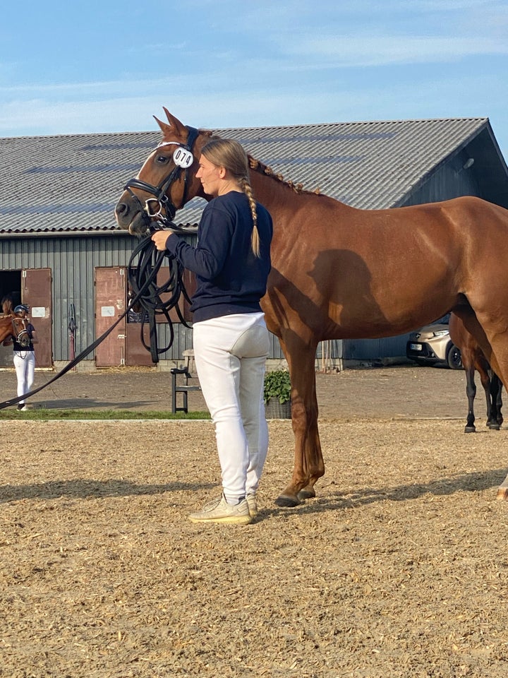 Dansk Sports Pony (DSP), hoppe, 5 år