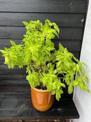 Grøn plante, Vides ikke, Plante søger nyt hjem. Gratis. Ønskes potten med: 130,- kr.