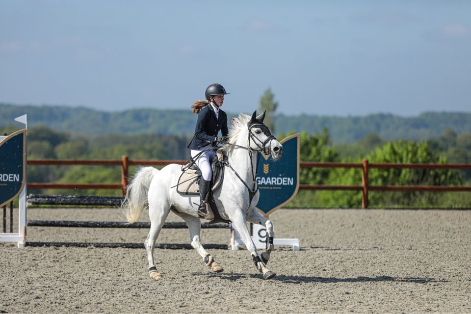 Dansk Sports Pony (DSP), hoppe, 14 år