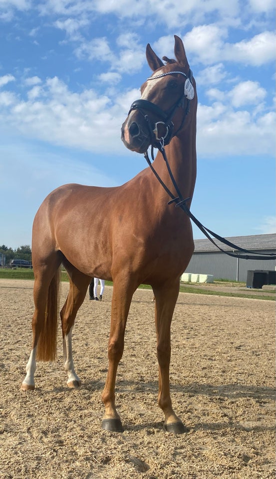 Dansk Sports Pony (DSP), hoppe, 5 år