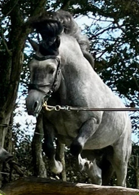 Welsh Moutain, hingst, 4 år