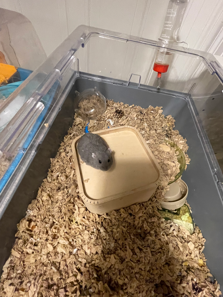 Hamster, 1 år