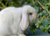 Kanin, Minilop, 2 år