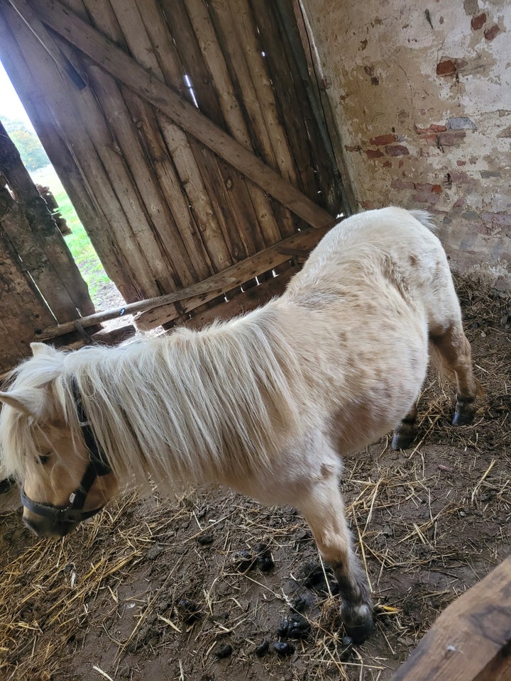 Shetlandspony, hoppe, 8 år