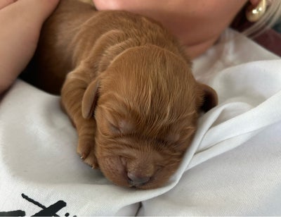 Goldendoodle, hvalpe, 2 uger , salgklar 10/1-25, Vi har fået 6 skønne goldendoodle f1bb hvalpe. Født