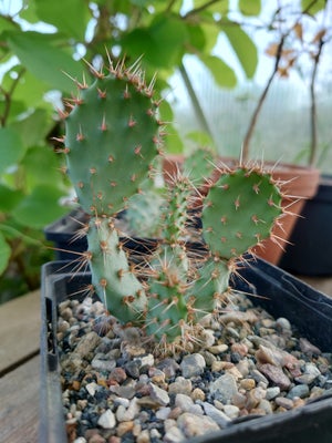 Kaktus, Opuntia santarita, Flot vinterhårfør kaktus. 2 år fra frø.

Kan sendes uden jord.

Instagram