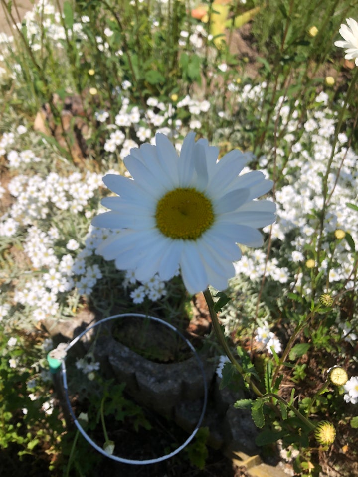 Staude, Margueritte