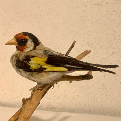 Udstoppede dyr, Udstoppet vintage fugl, Stillits ( Carduelis carduelis.) Mål: H: 17,5 cm. Stand: se 