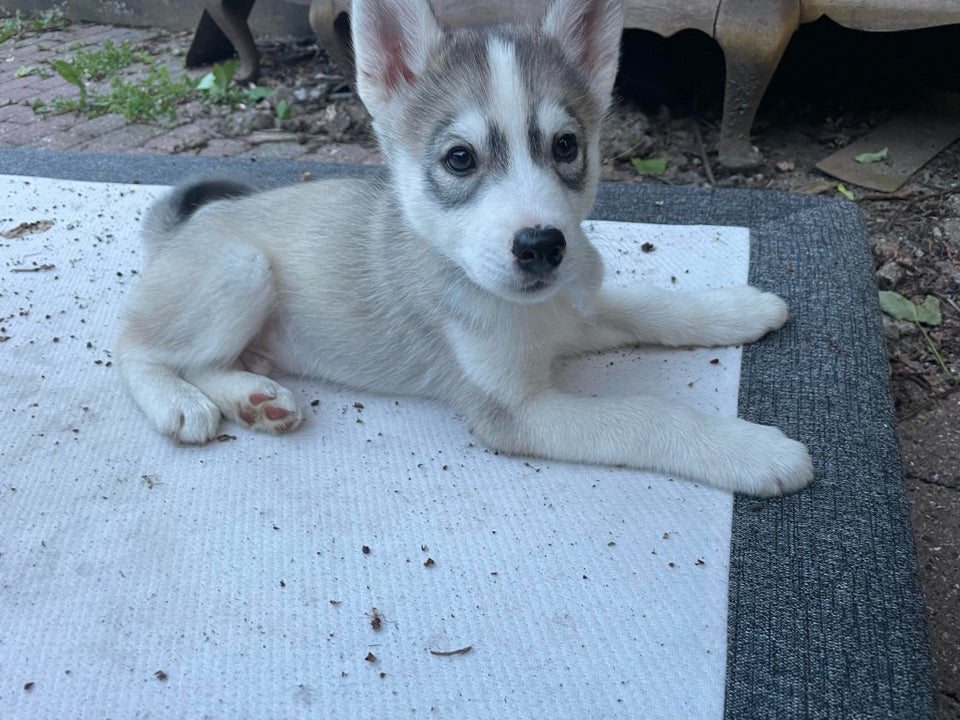 Dejlig husky malamute dreng