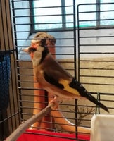 Kanariefugl, Stillits, 2 år