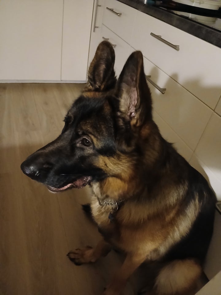 Schæferhund