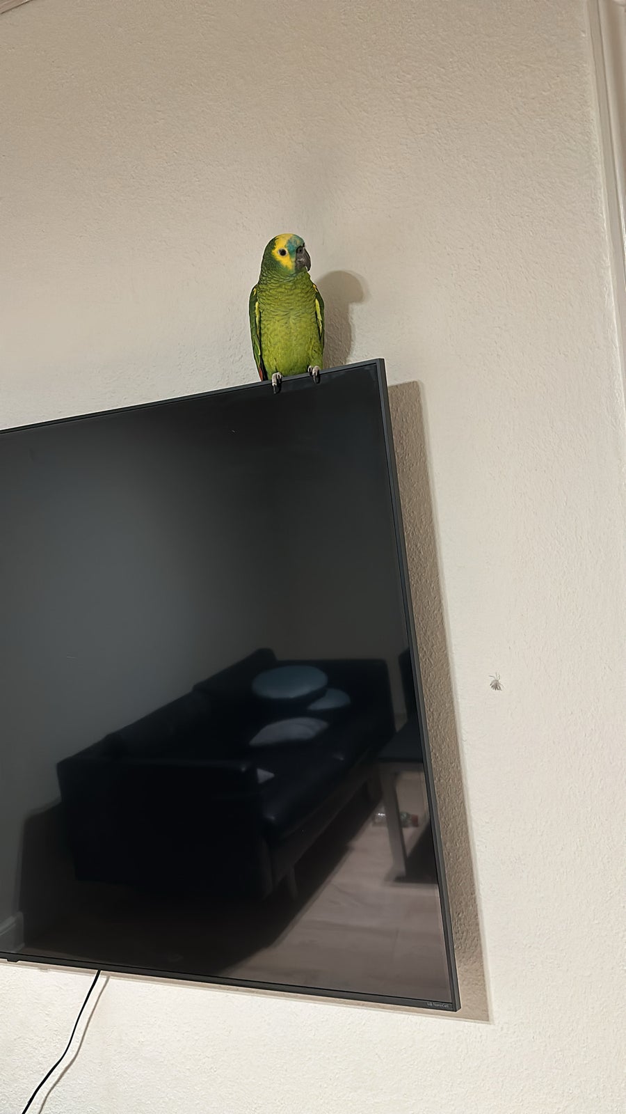 Papegøje, Blå pandet amazone, 2 år