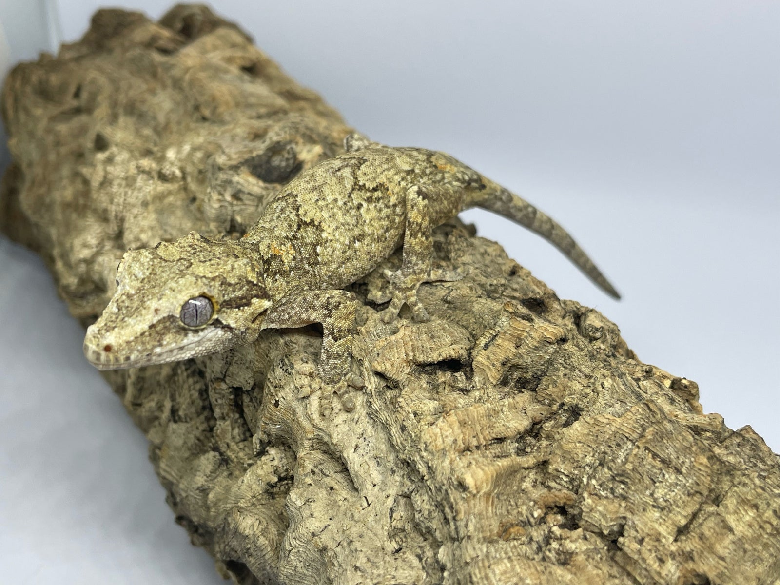 Gekko, Ny Kaledonien gekkoer