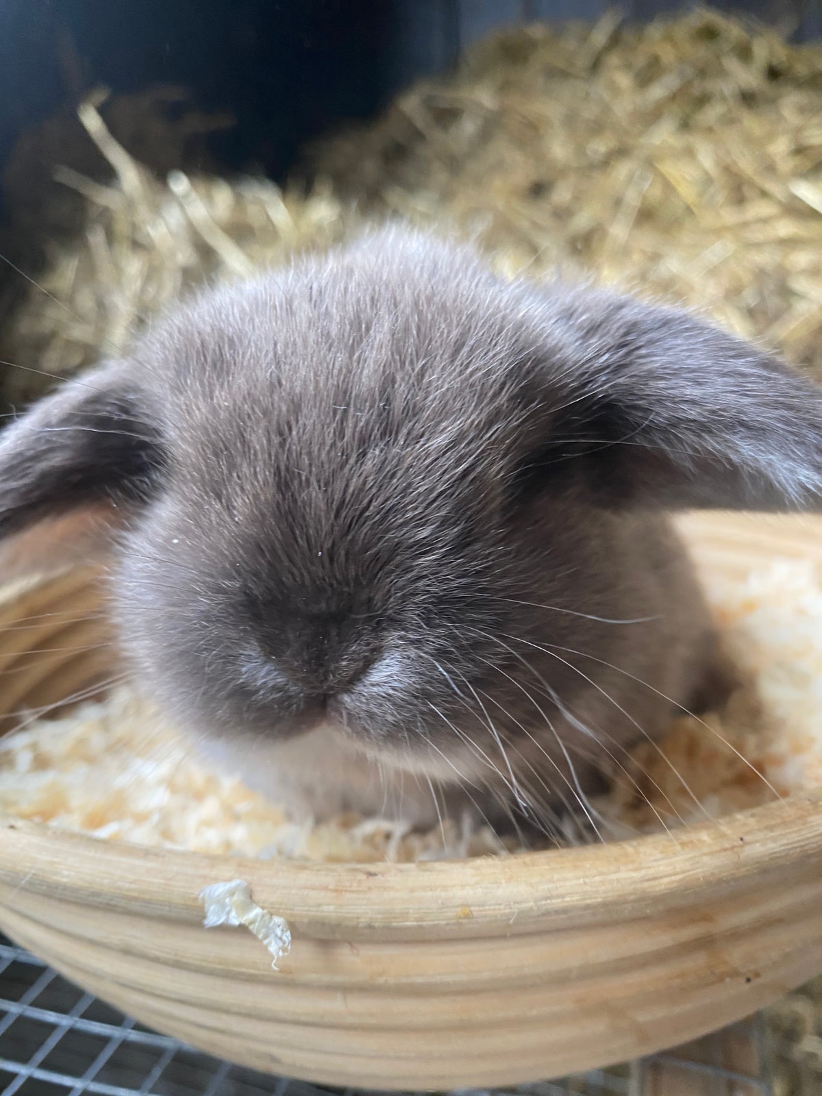 Kanin, Ægte Minilop!, 0 år