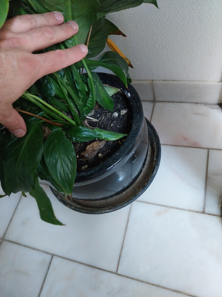 Andet, SPATHIPHYLLUM WASILLISSII