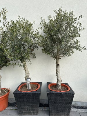Oliventræ, Oliventræ, 2 stk oliventræ 210cm 3000kr pr stk skjuler medfølger i prisen.