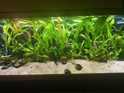 Planter, Store Hammerslået planter 50-100 cm

Cryptocoryne

1 stk 25
4 for 80

