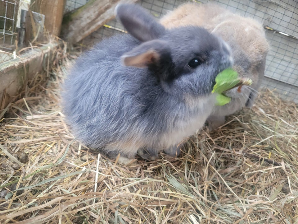 Kanin, Mini lop, hun