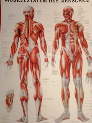Anatomiske Plakater, Rüdiger Anatomie, motiv: Kroppens muskler&keletsystemet, b: 70 h: 100, 3 anatom