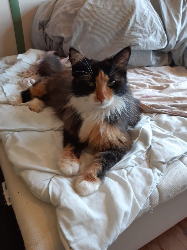Hankilling, Maine coon bld. m poly, 5 mdr.