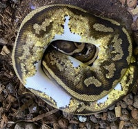 Slange, Python regius