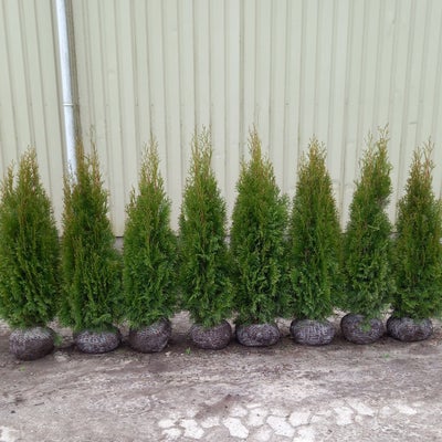 Danskproducerede Thuja til hæk 100-125 cm., Thuja occ. 'Smaragd', Stedsegrøn hækplante der kan blive